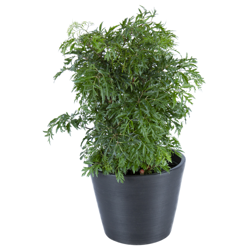 Ming Aralia