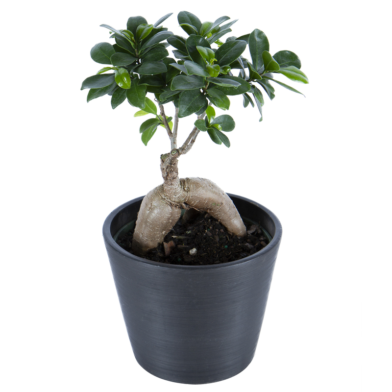 Ficus Bonsai