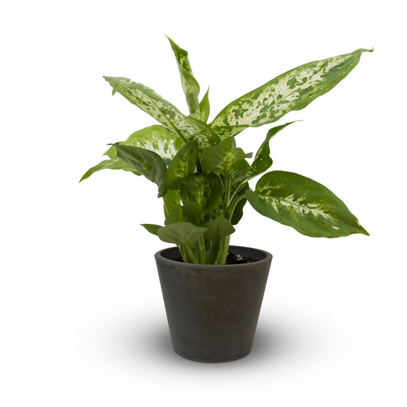 Dieffenbachia Compacta