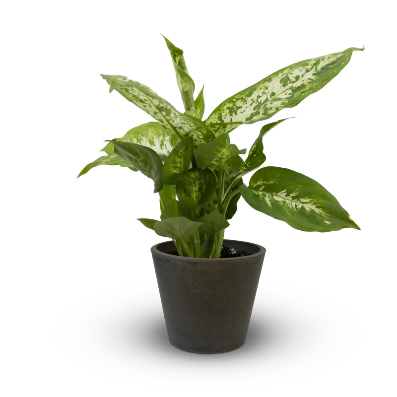 Dieffenbachia Compacta