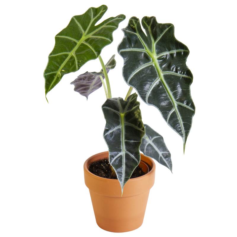 Alocasia Amazonica