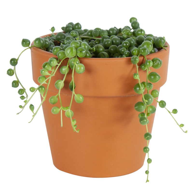 String of Pearls