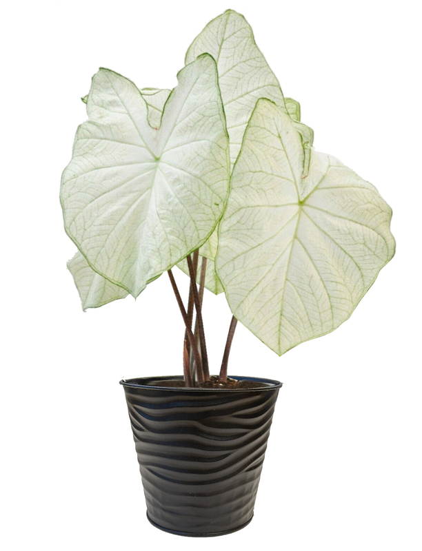 Moonlight Caladium