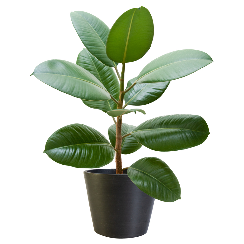 Rubber Tree Plant