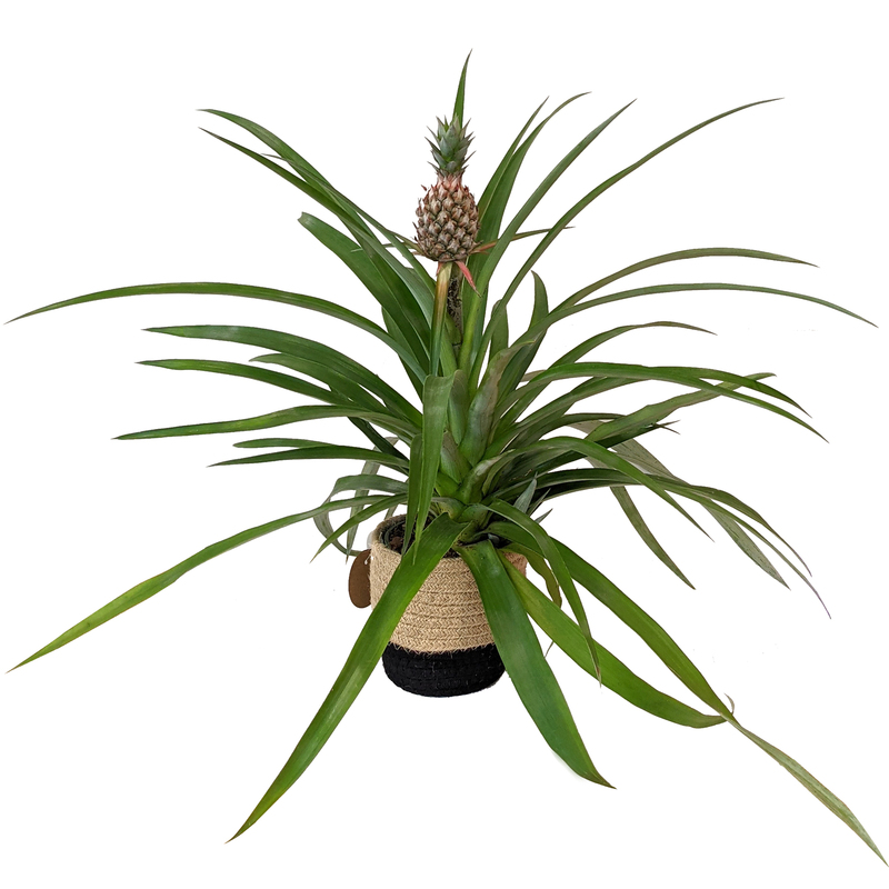 Pineapple Plant