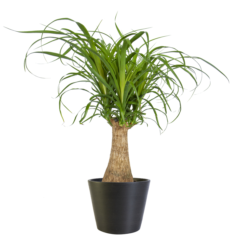 Ponytail Palm