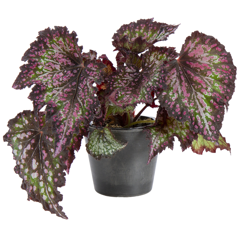 Begonia Rex