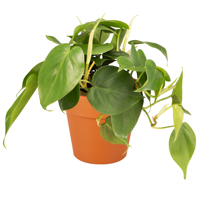 Philodendron