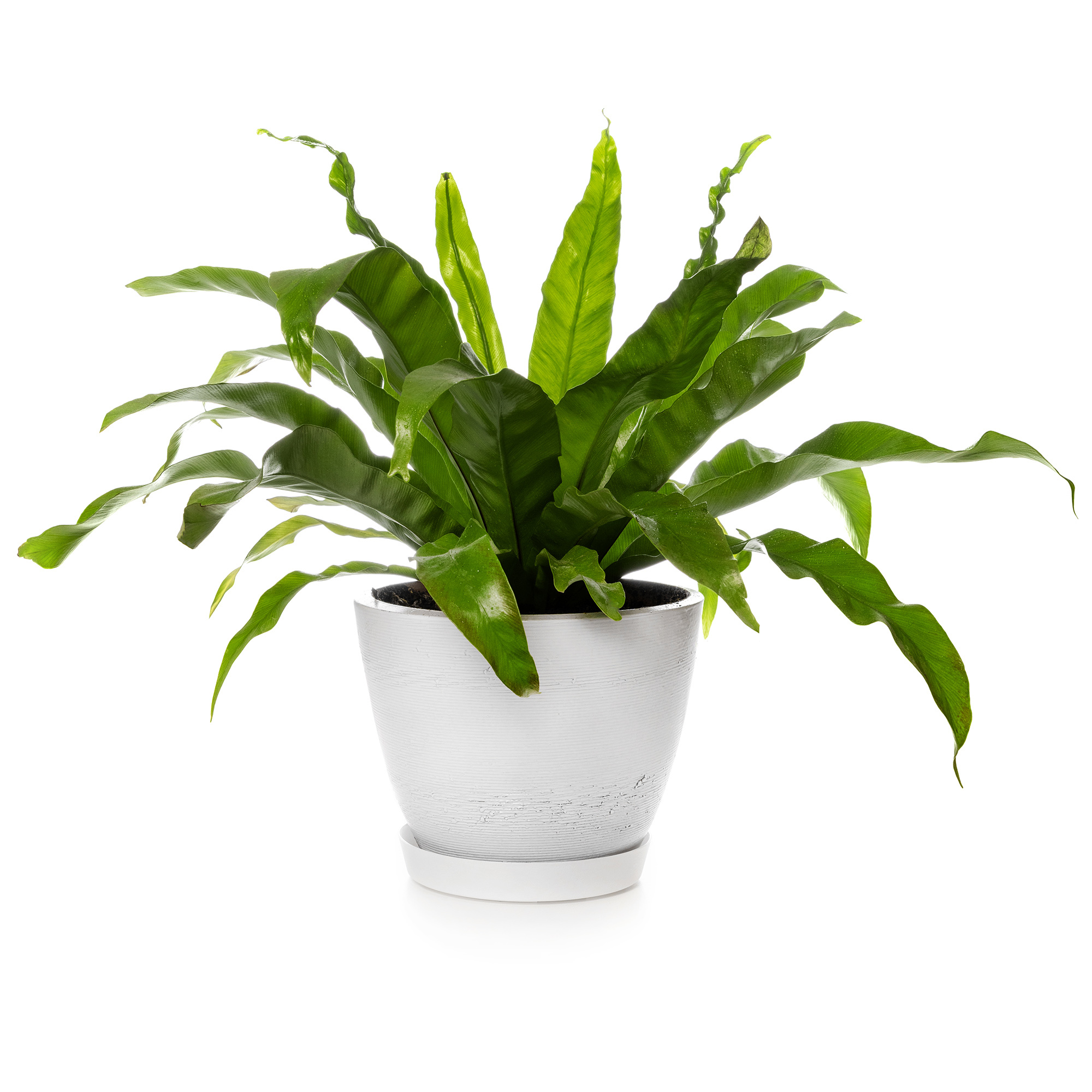 Fern Living House fern-living-house