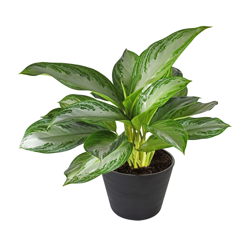 Aglaonema Silver Bay