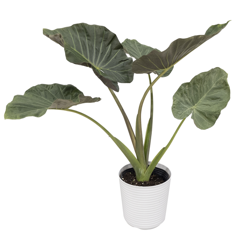 Alocasia Regal Shield