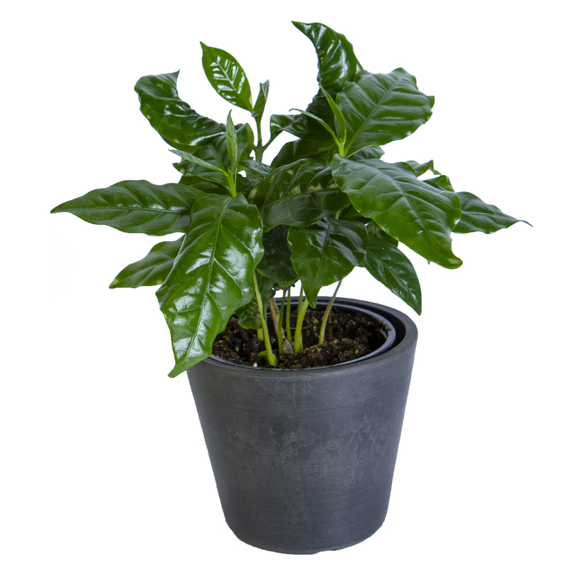 Coffee Plant