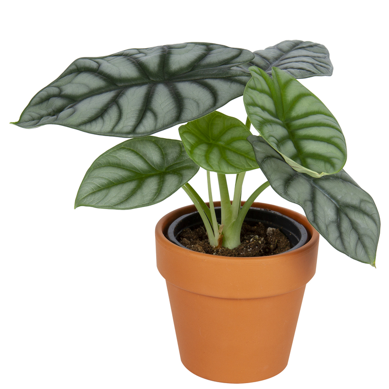 Alocasia Silver Dragon