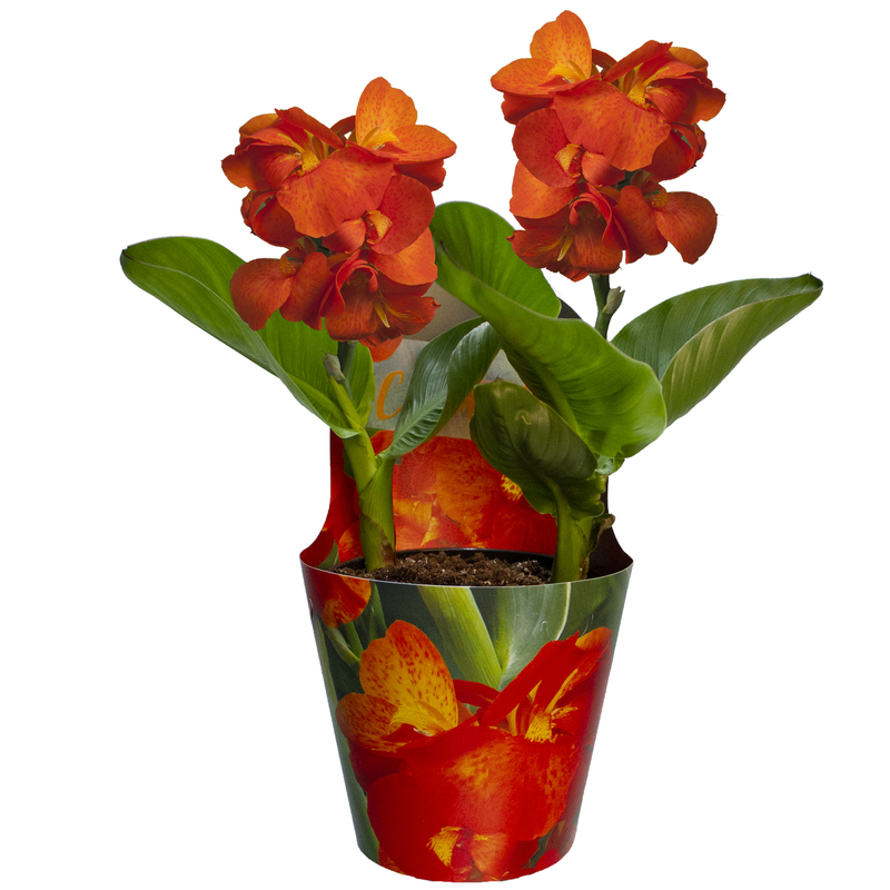 Dwarf Canna Lily