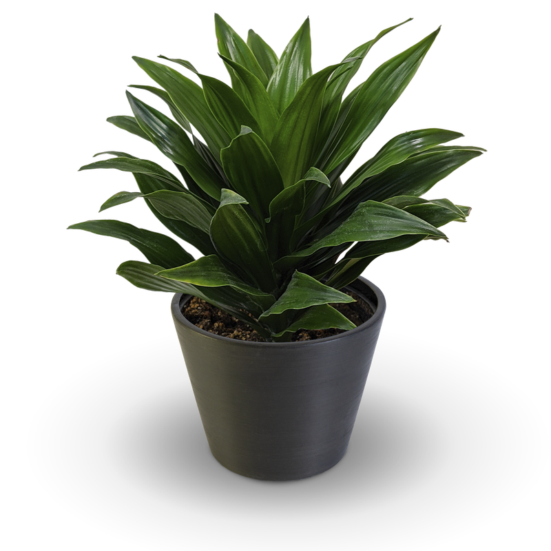 Dracaena Janet Craig