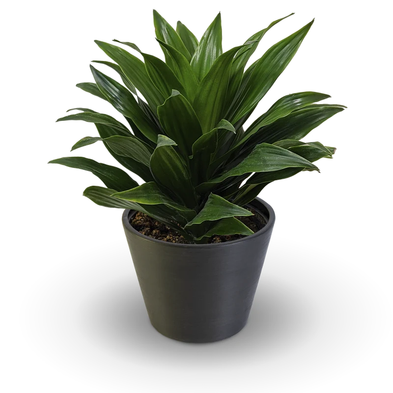 Dracaena Janet Craig