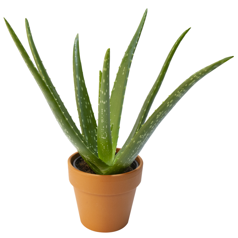 Aloe