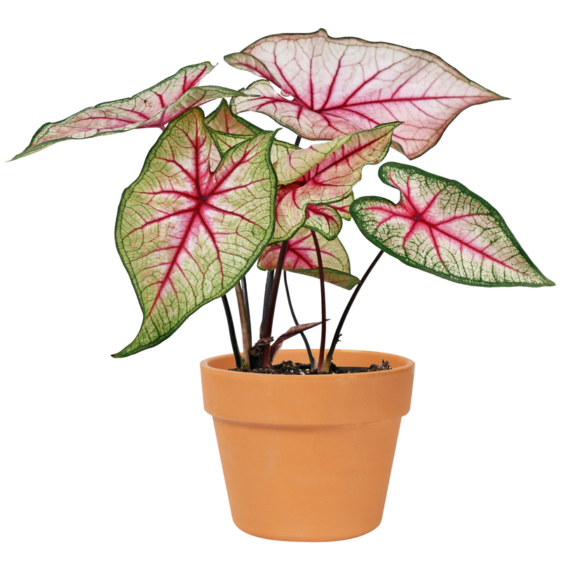 Caladium