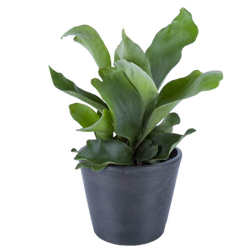 Staghorn Fern