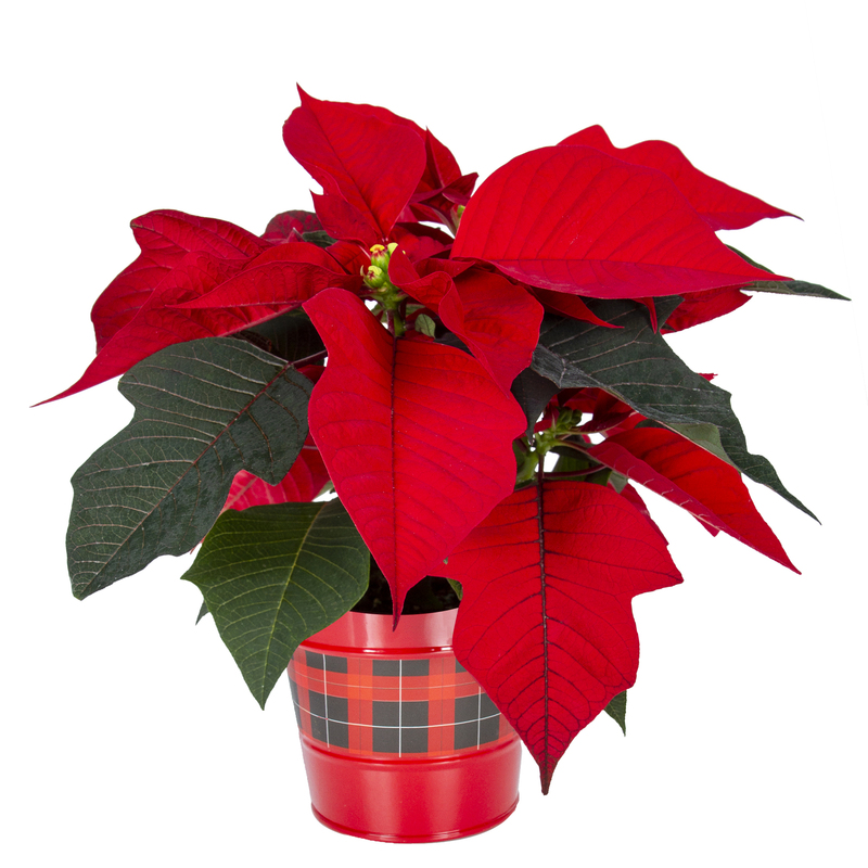 Poinsettia