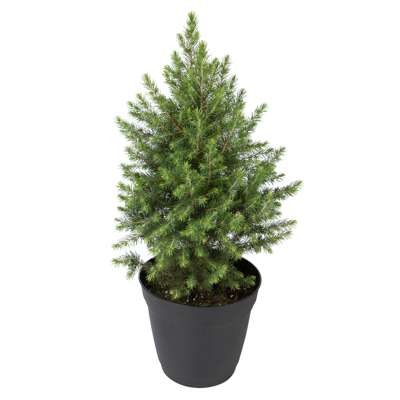 Dwarf White Spruce