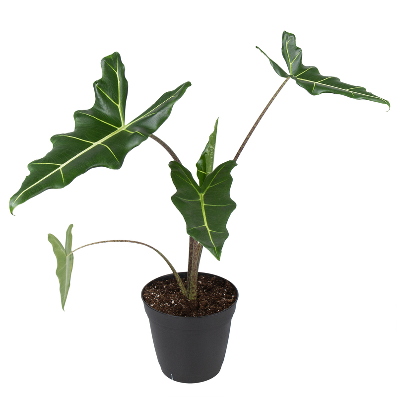 Alocasia Sarian