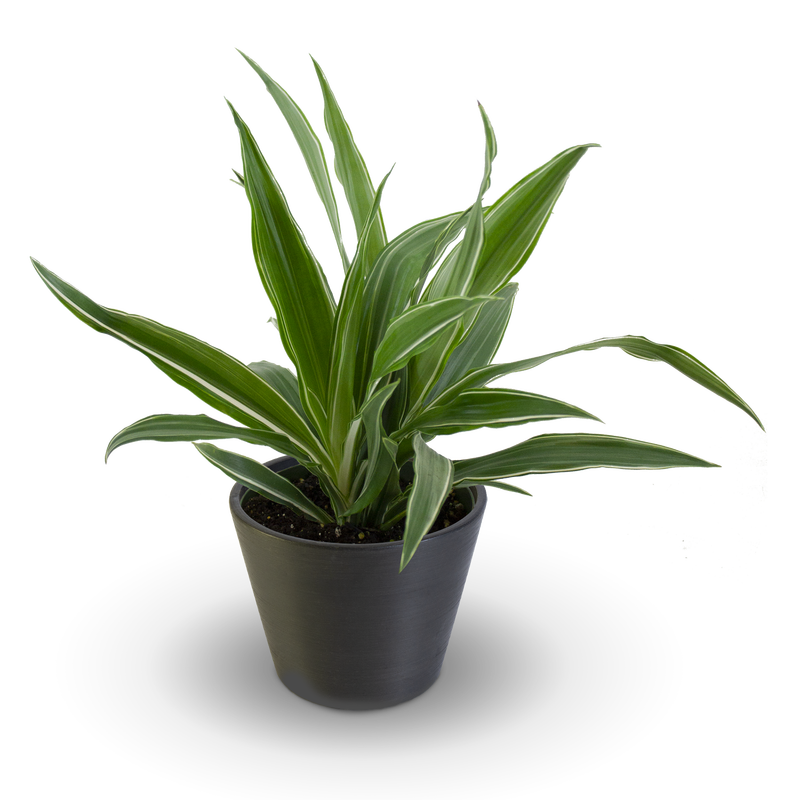 Dracaena Warneckii