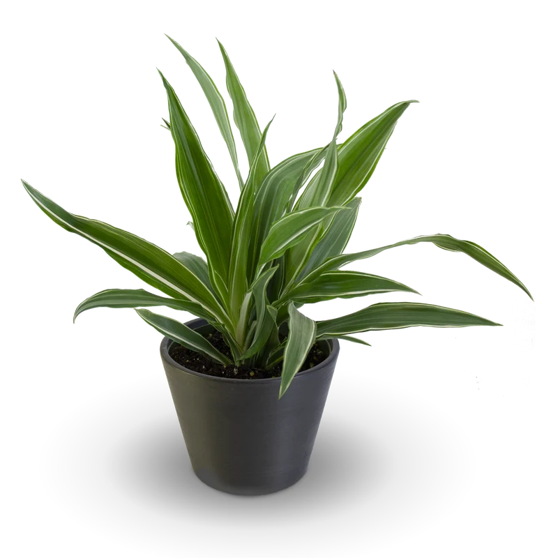 Dracaena Warneckii