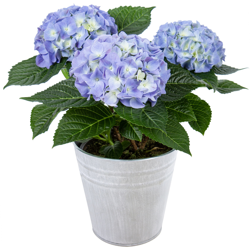 Hydrangea