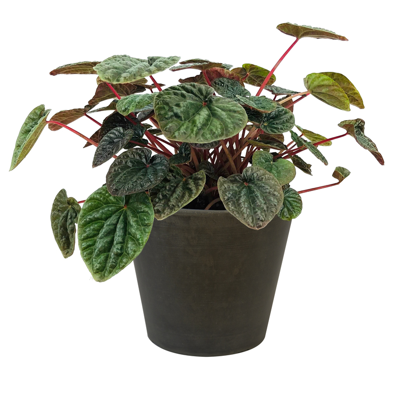 Peperomia