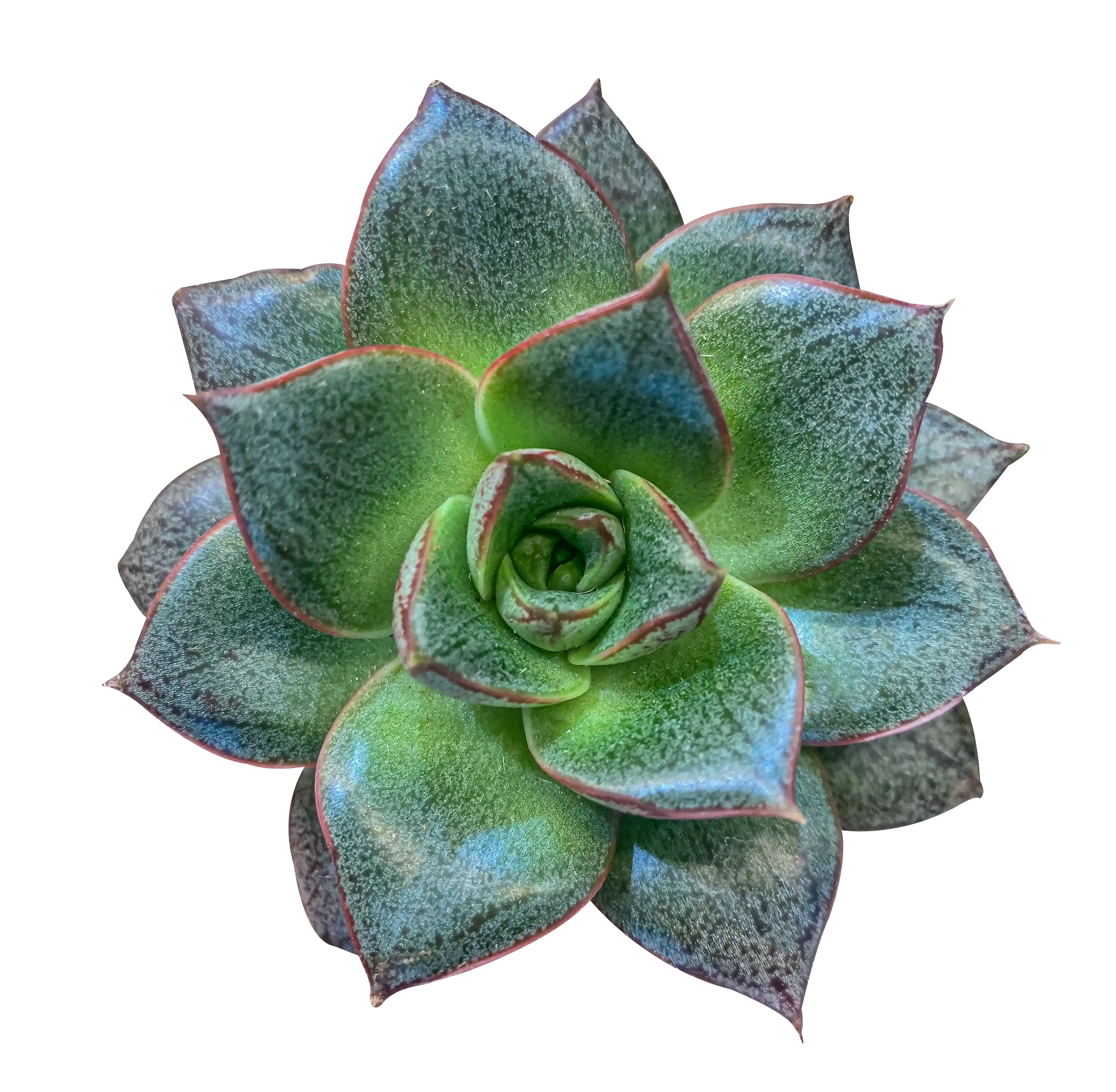 Echeveria 'Purpusorum'