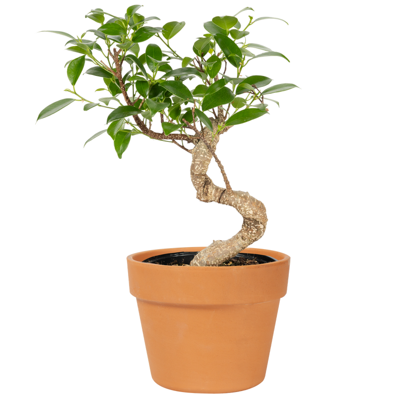Banyan Bonsai