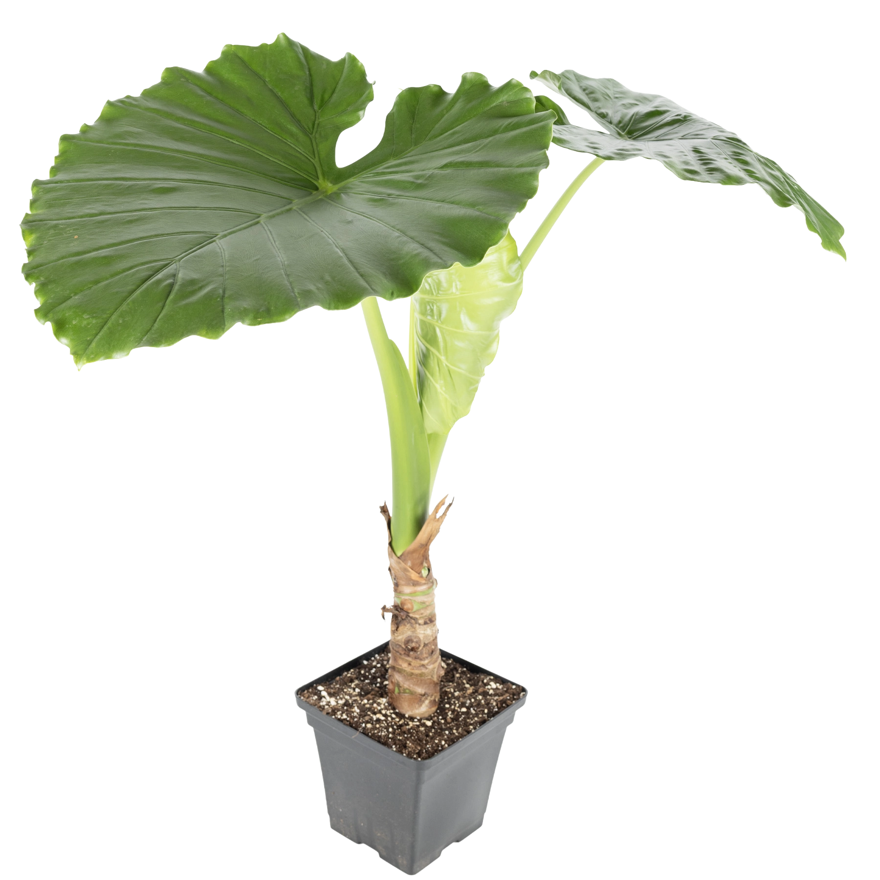 Alocasia macro