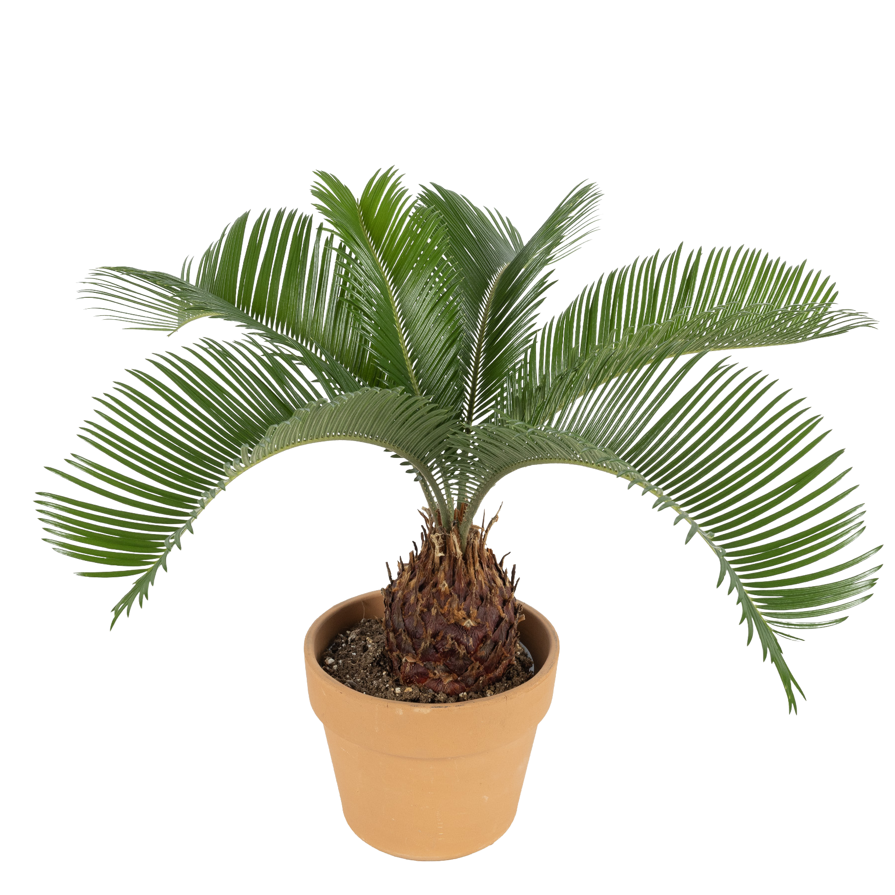 Sago Palm