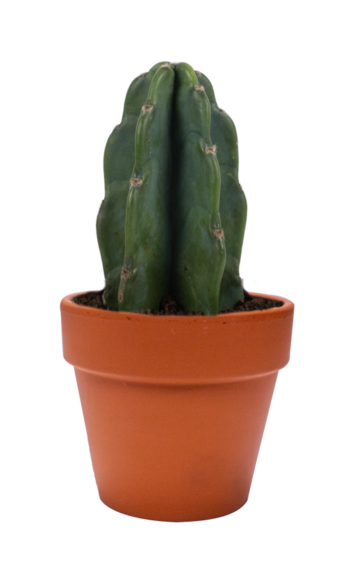 Cuddly Cactus