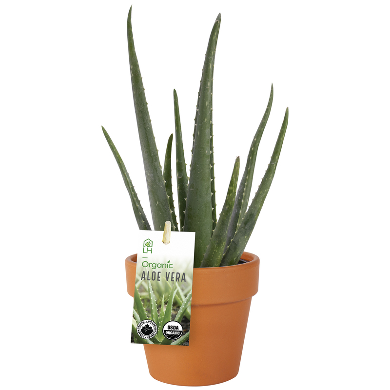 Organic Aloe