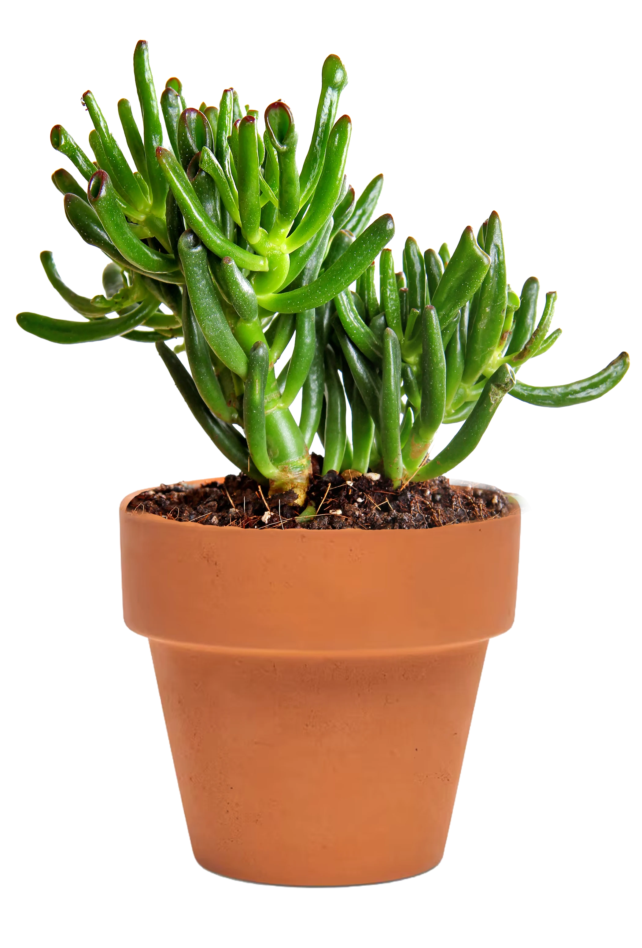 Crassula 'Horntree'