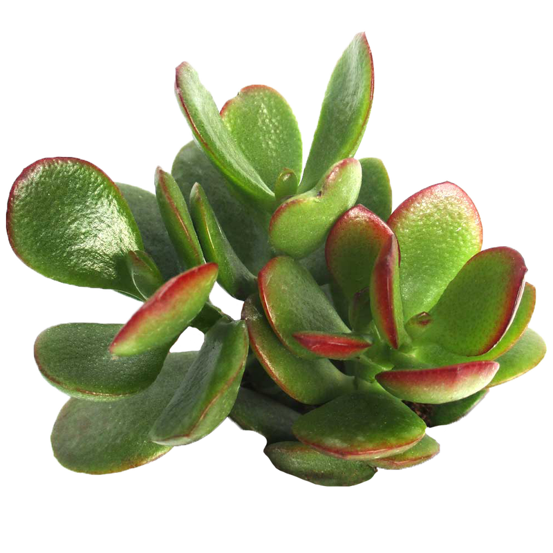 Jade Plant