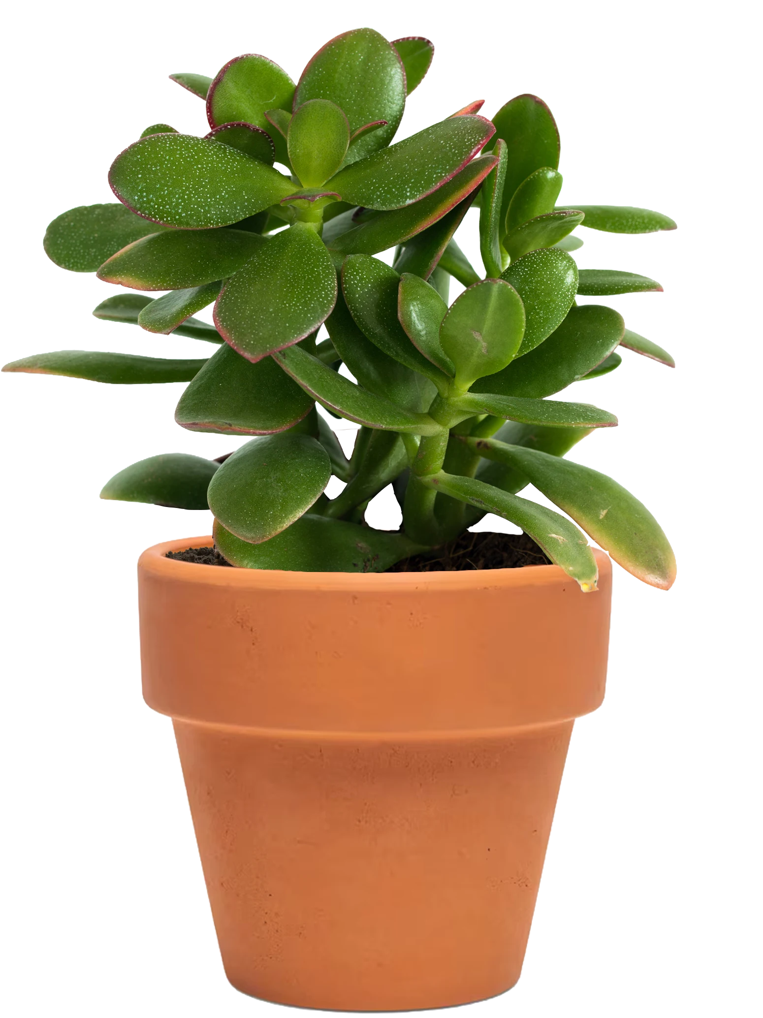 Jade Plant