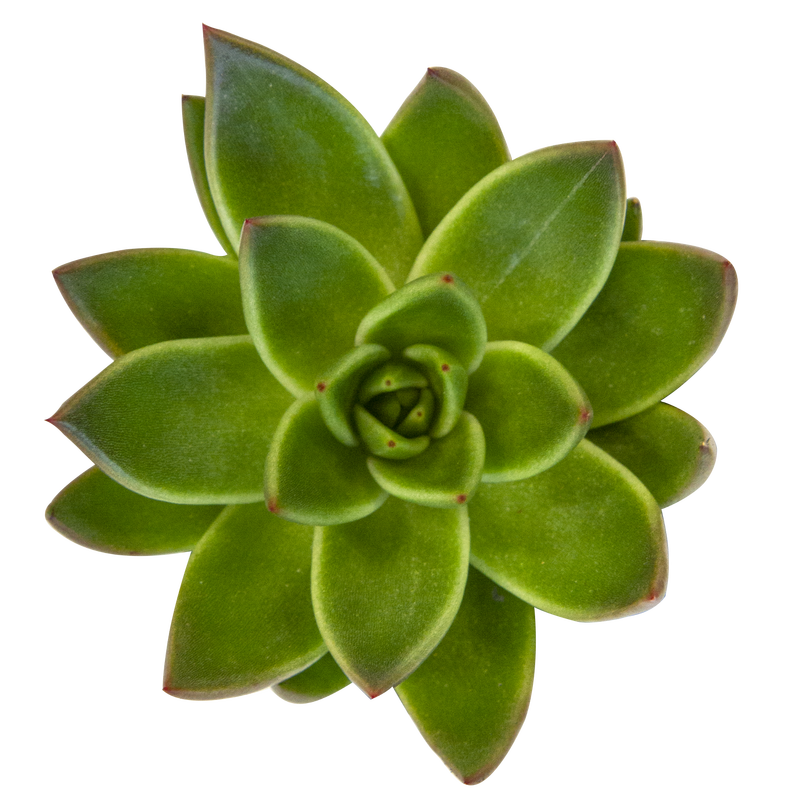 Echeveria 'Miranda'