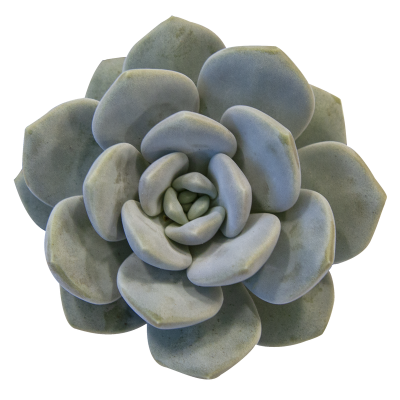 Echeveria 'Asante Sana'