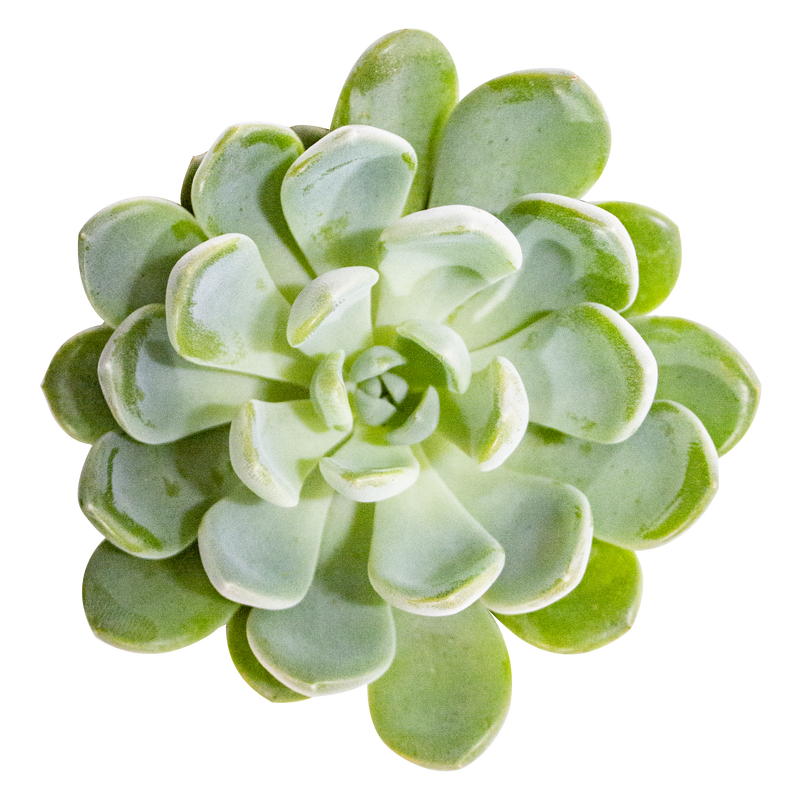 Echeveria 'Aurora'