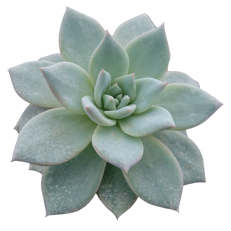 Echeveria 'Blue Bird'