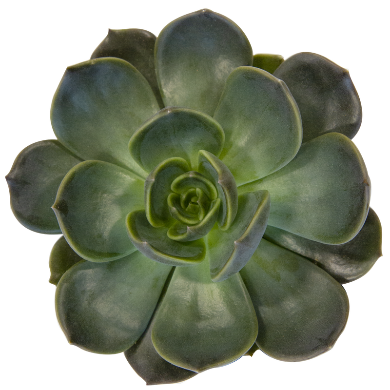 Echeveria 'Marrom'