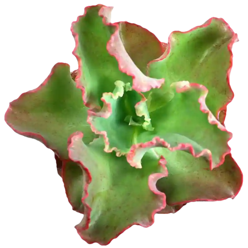 Echeveria 'Pink Ruffle'