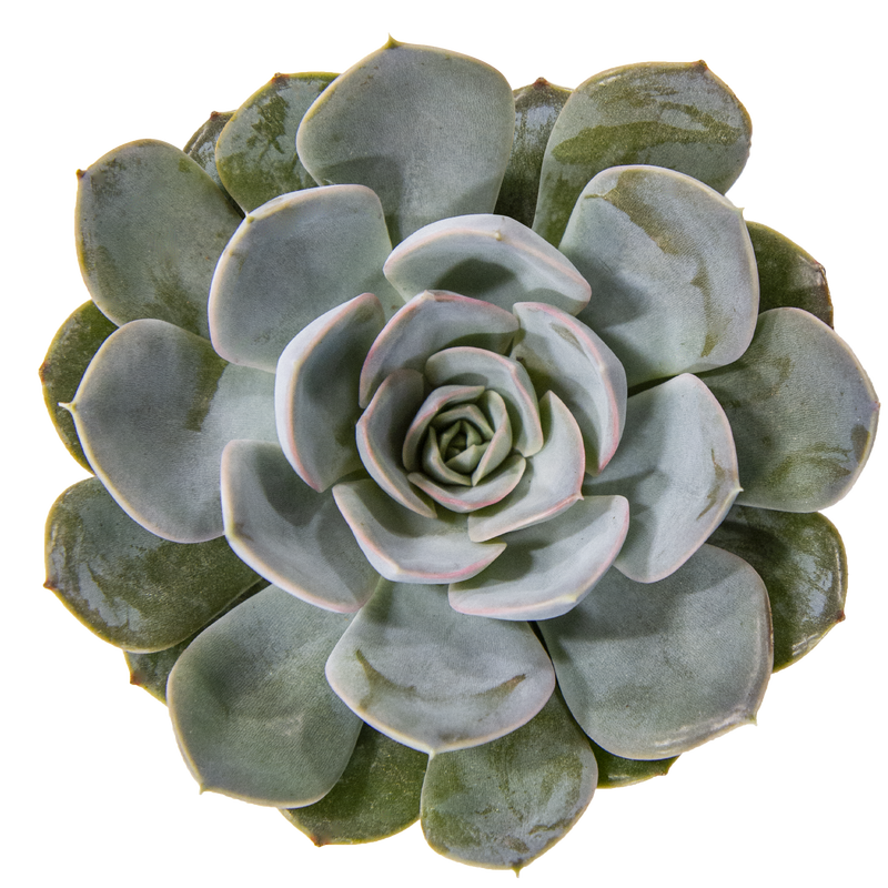 Echeveria 'Grande Cinza'