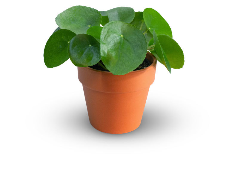 Pilea