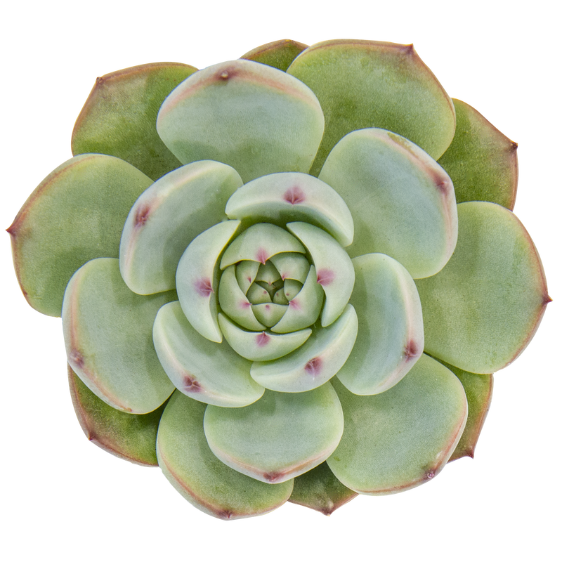 Echeveria 'Parva'