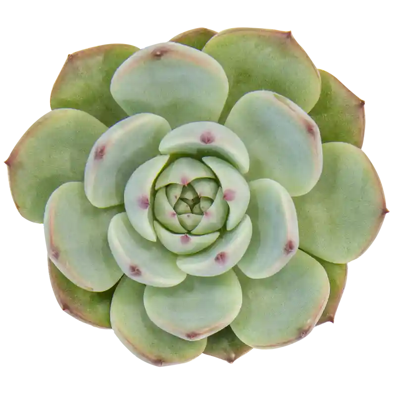 Echeveria 'Parva'