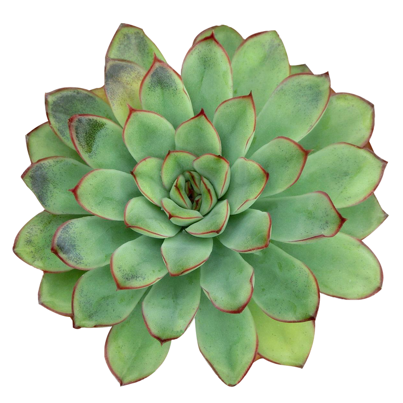 Echeveria 'Pelusida'